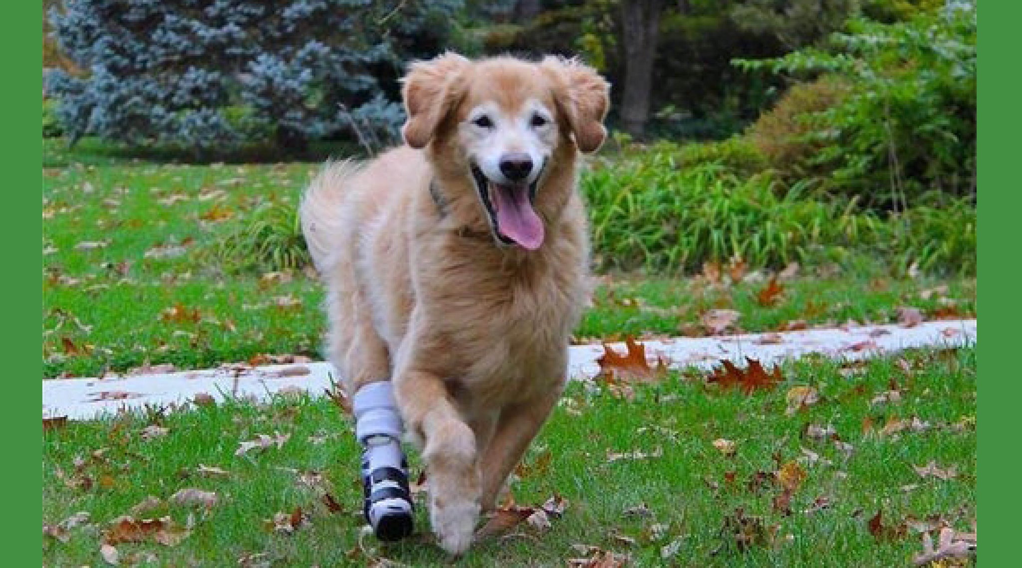 Clinton native an injured animal’s best friend - Animal Ortho Care