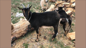 Custom brace gets baby goat back to making mischief - Animal Ortho Care