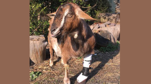 Custom brace helps suburban goat enjoys grazing before moving to greener pastures - Animal Ortho Care