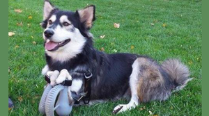 Derby Loving His New 3D-Printed Legs - Animal Ortho Care