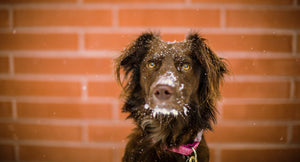 10 ENRICHMENT IDEAS TO KEEP YOUR DOG ACTIVE DURING WINTER