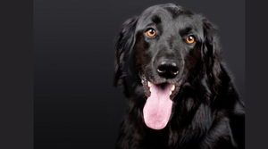 Duke: Overcoming the Odds - Animal Ortho Care