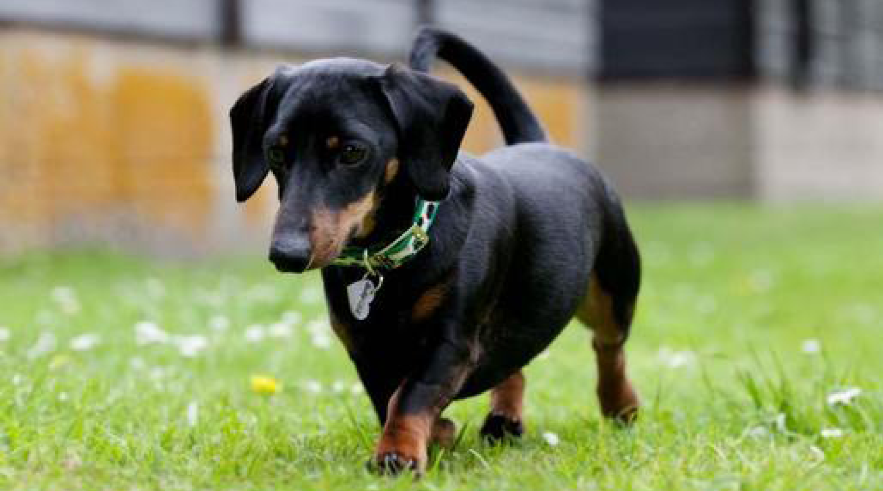 Can my dog live a happy life with Intervertebral Disc Disease (IVDD)? - Animal Ortho Care