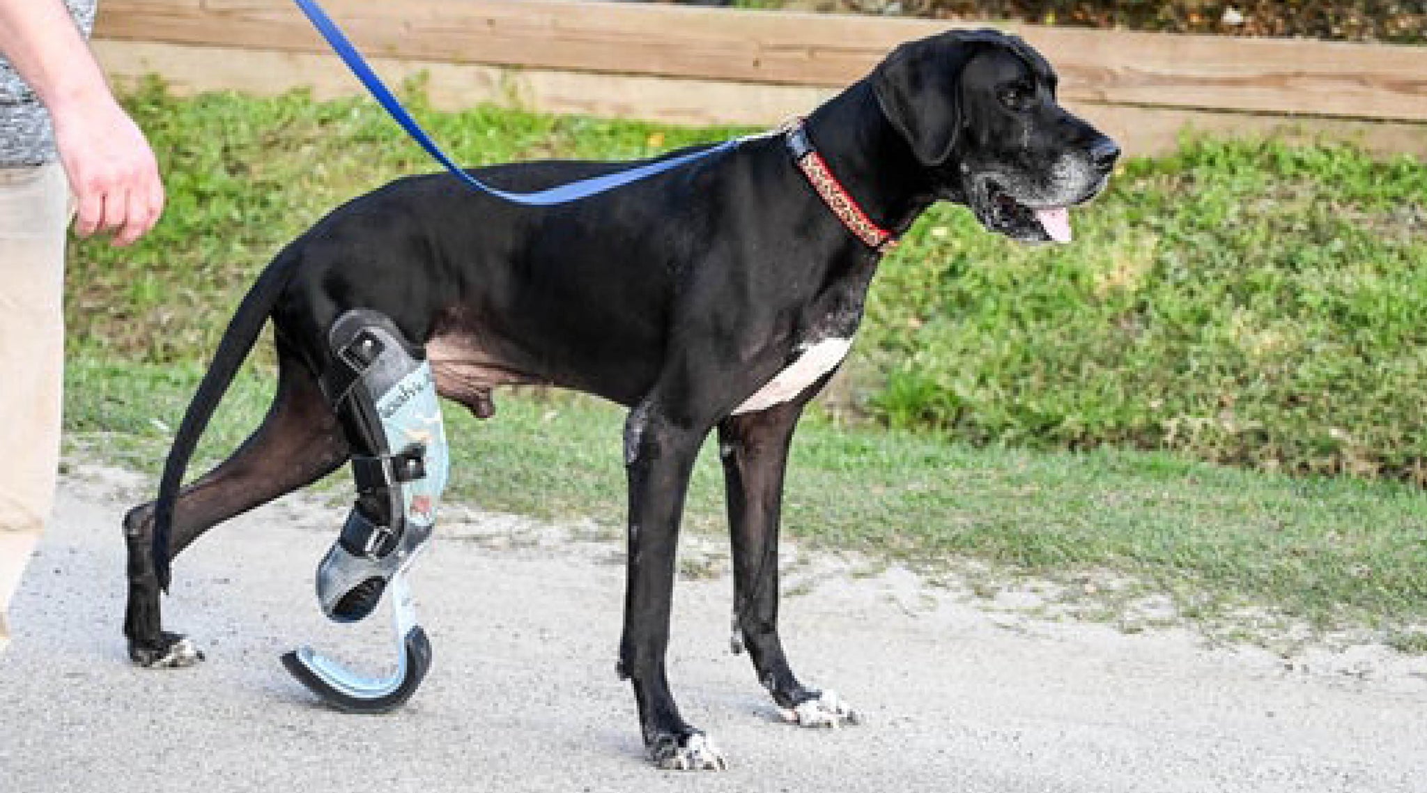 Holiday Highlight: Luke the Great Dane - Animal Ortho Care