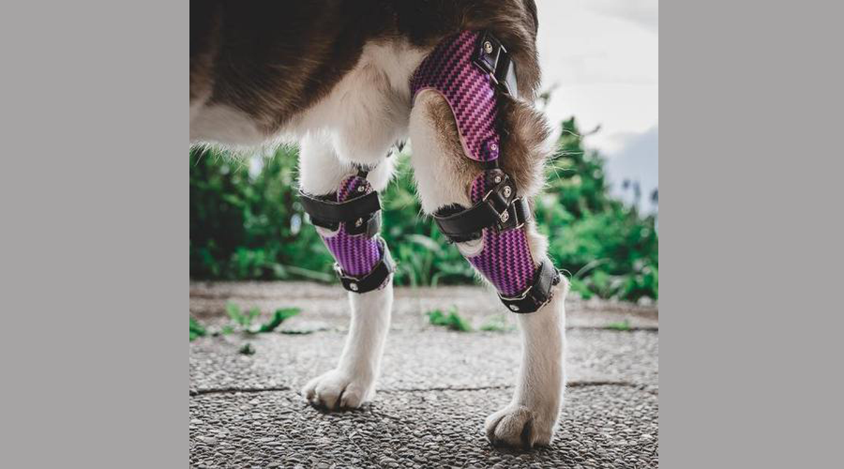 How do knee braces help dogs? Animal Ortho Care