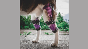 How do knee braces help dogs? - Animal Ortho Care