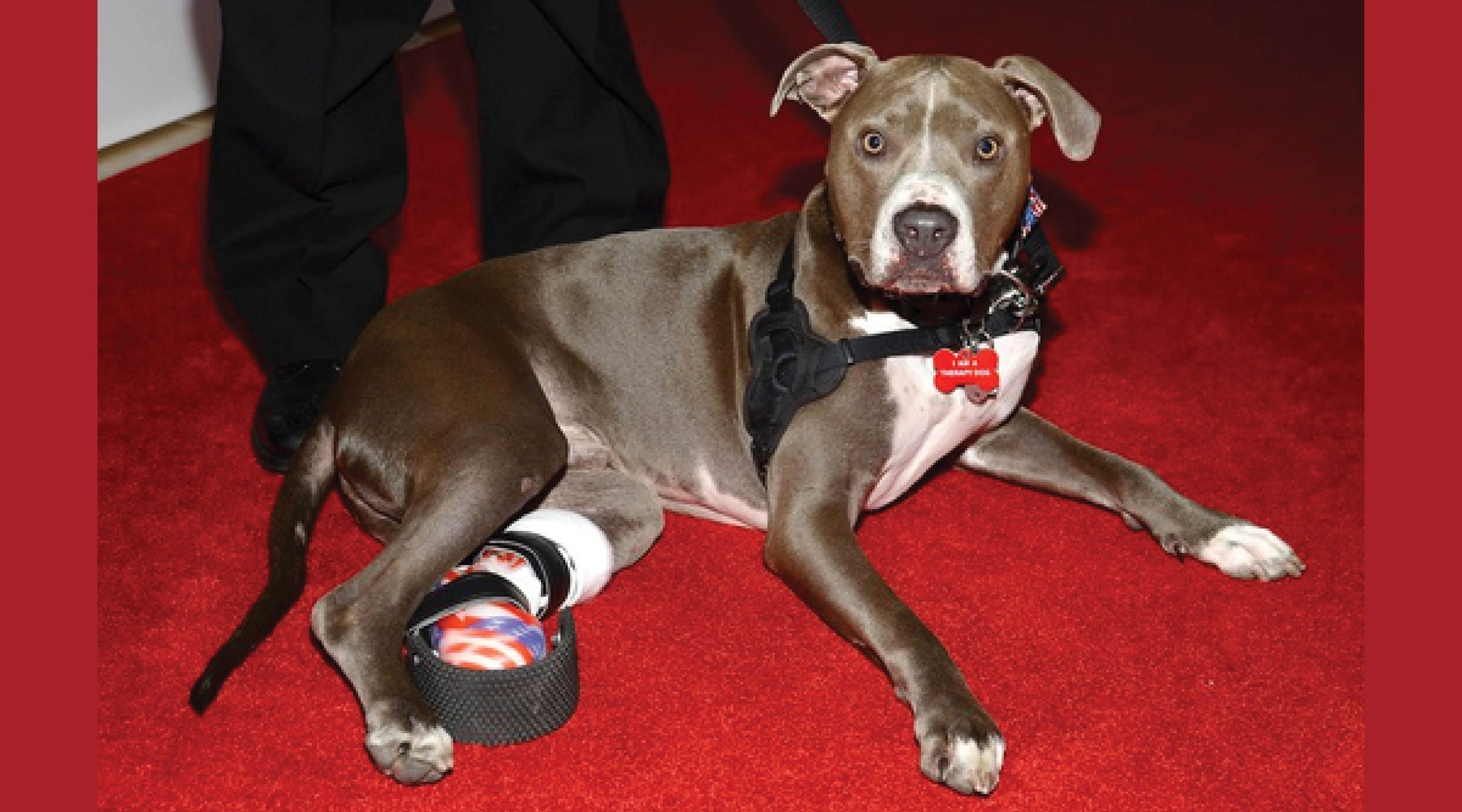 Hudson the Therapy Dog is Changing the Future for Disabled Pets - Animal Ortho Care