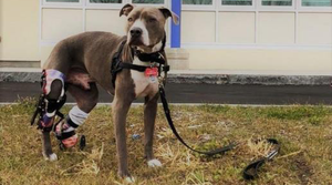 Hudson Needed to Have a Prosthetic Paw - Animal Ortho Care