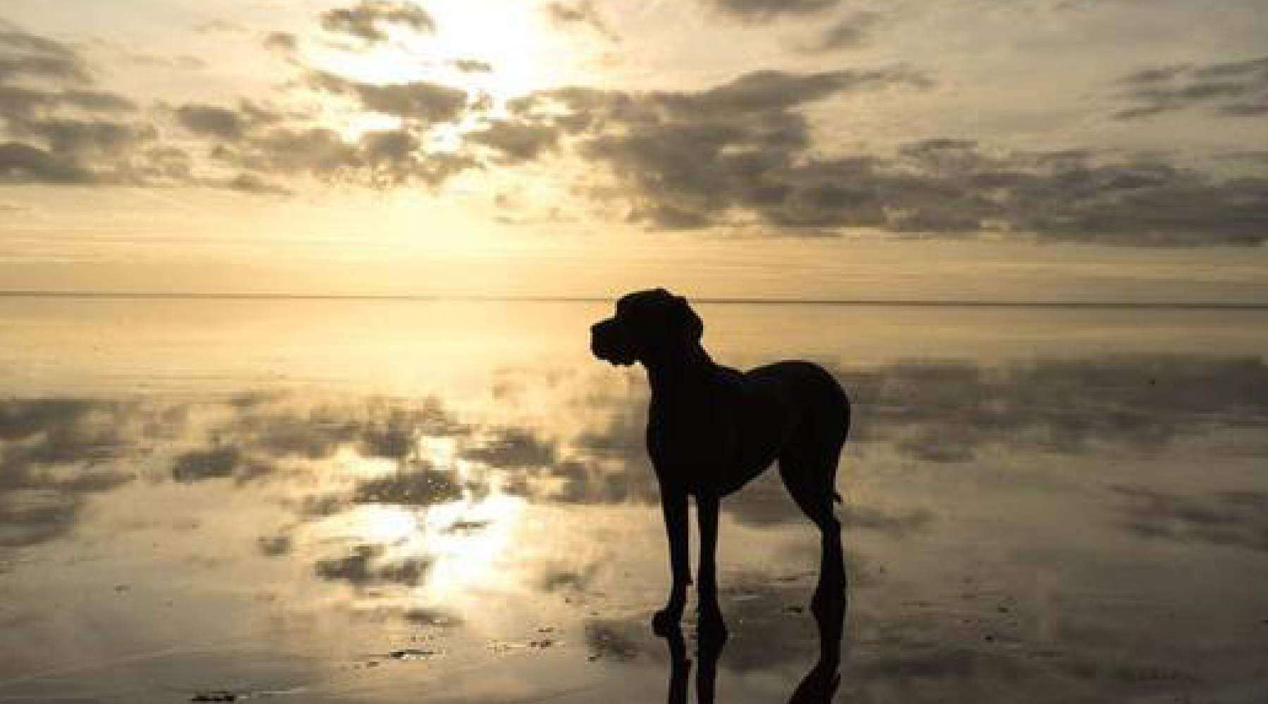 Kenai's Knee History - Animal Ortho Care