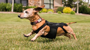Lil Back Bracer Helps Relieve Back Injuries in Small Dogs - Animal Ortho Care