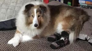 Obese sheltie-mix sheds weight and learns to walk with help of AOC braces - Animal Ortho Care