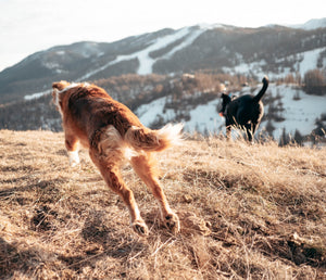 Winter Bliss: Let Happy Joints Sleigh the Day