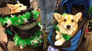 Reaching Doggy Nirvana at Super Pet Expo - Animal Ortho Care