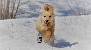 Prosthetic Paw Helps Spunky Golden Puppy Lead the Pack - Animal Ortho Care