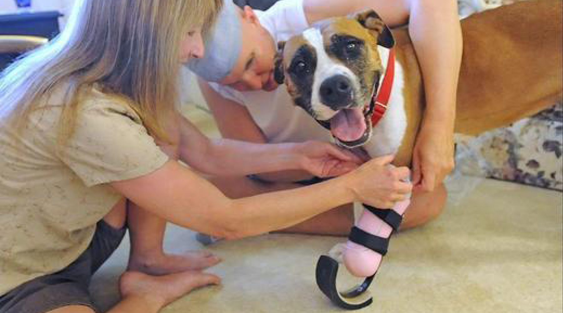 Stepping Up - Animal Ortho Care