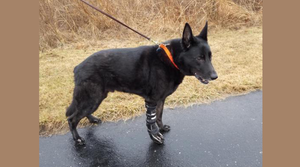 Custom Tarsal Brace helps 11-year-old German Shepherd look after his mom - Animal Ortho Care