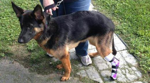 Tenen’s Super Girl Foot Gives Dog a New Leap on Life - Animal Ortho Care