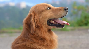 Helping a Three-Legged Golden Named to Honor Famed Vet and His Therapy Dog - Animal Ortho Care