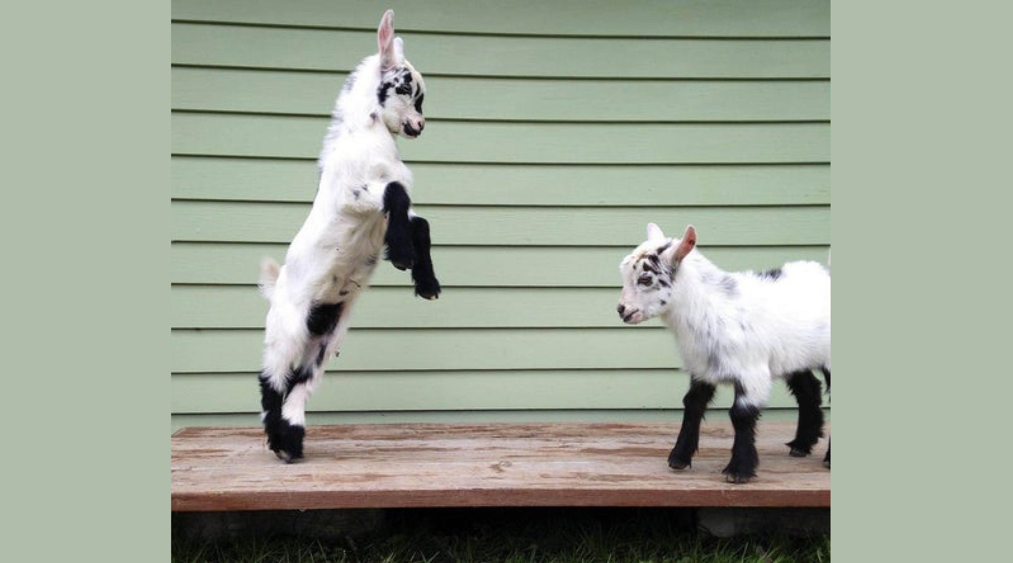 How Two Goats Inspired This Woman To Trade In Her High Heels For Muck Boots - Animal Ortho Care