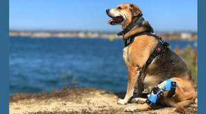 What Type of Knee Brace Does My Dog Need? - Animal Ortho Care