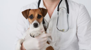 When To Take Your Dog To The Vet: Signs Of Weakening Mobility For Your Dog - Animal Ortho Care