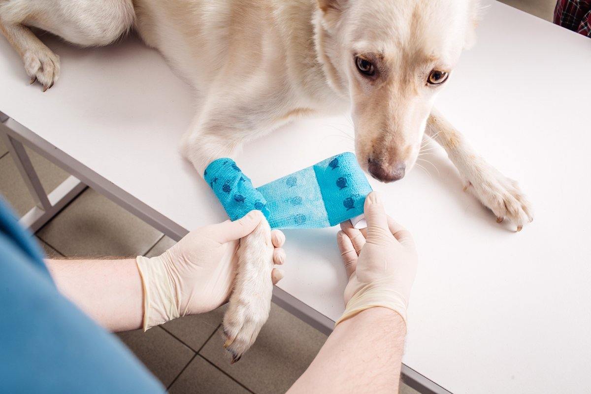 Ready To Fit Dog Braces - Animal Ortho Care