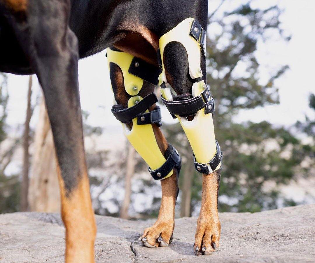 DOG BRACES Tagged "knuckling" Animal Ortho Care