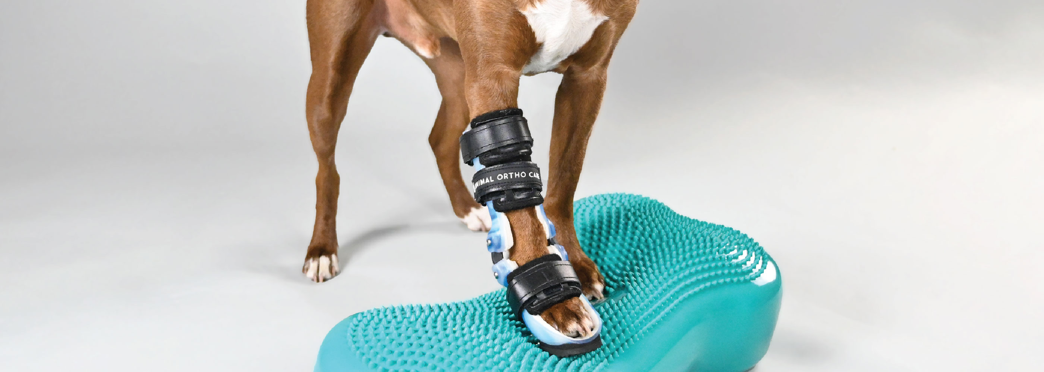 Fitpaws Inflatable Ramp FITPAWS - Animal Ortho Care