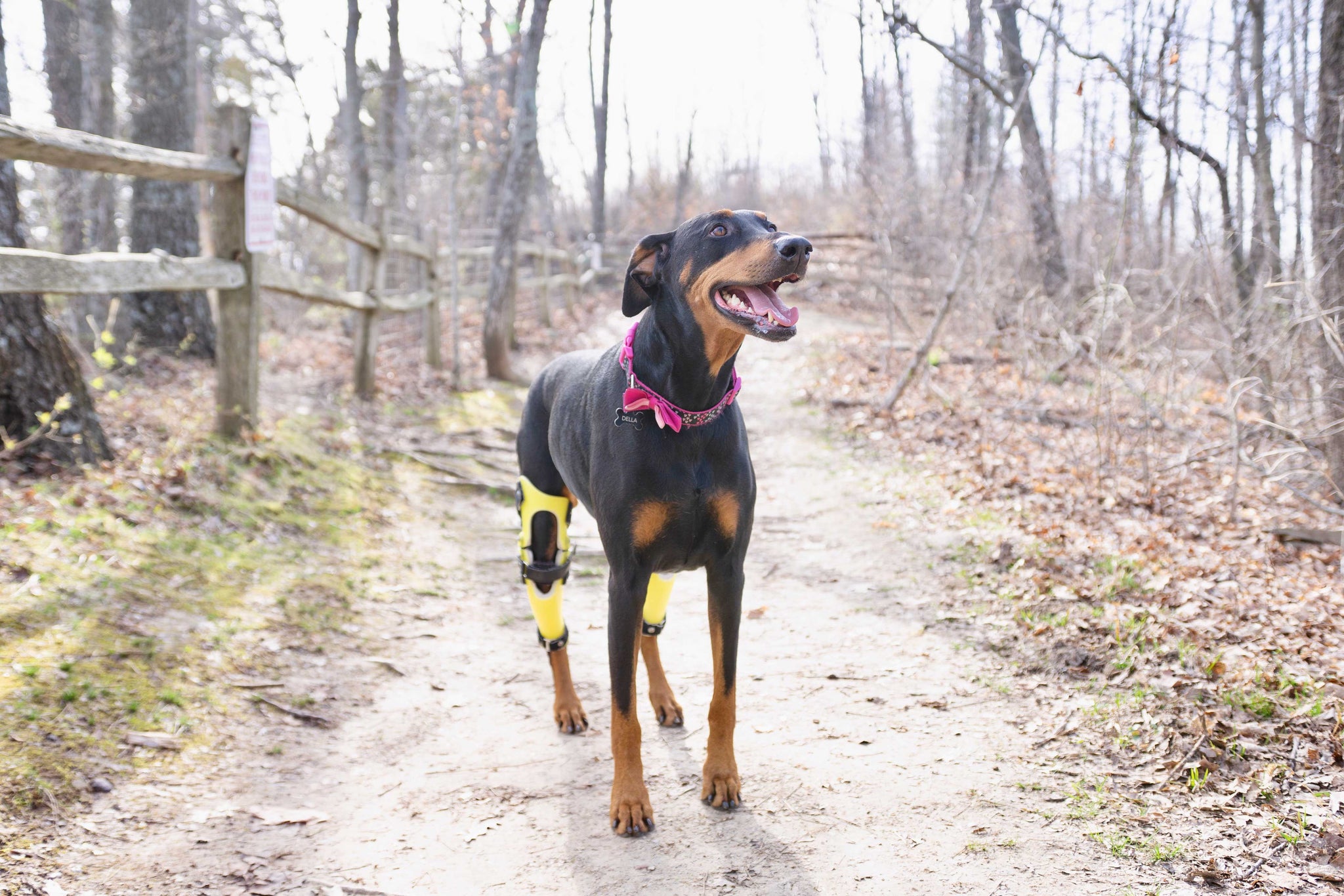 Dog Injury Braces