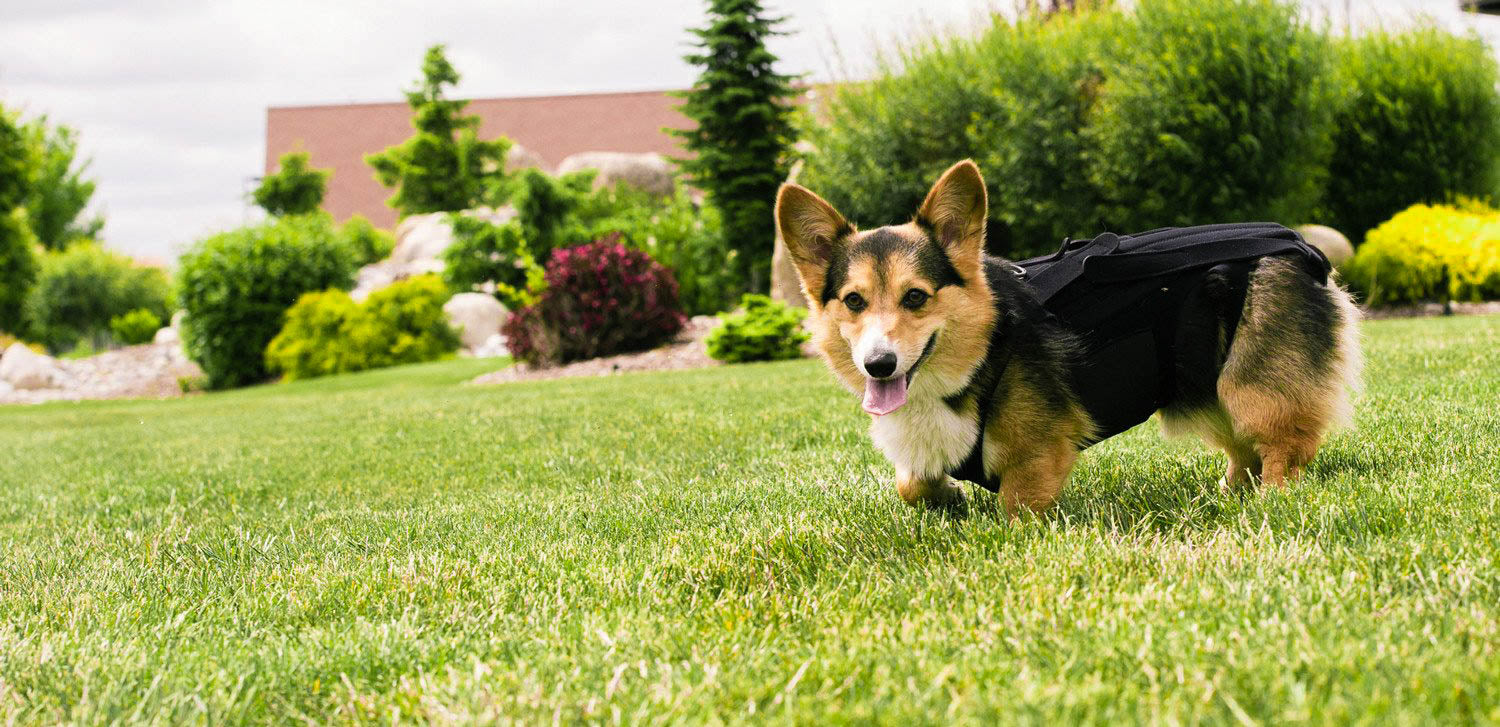PAIN MANAGEMENT - Animal Ortho Care