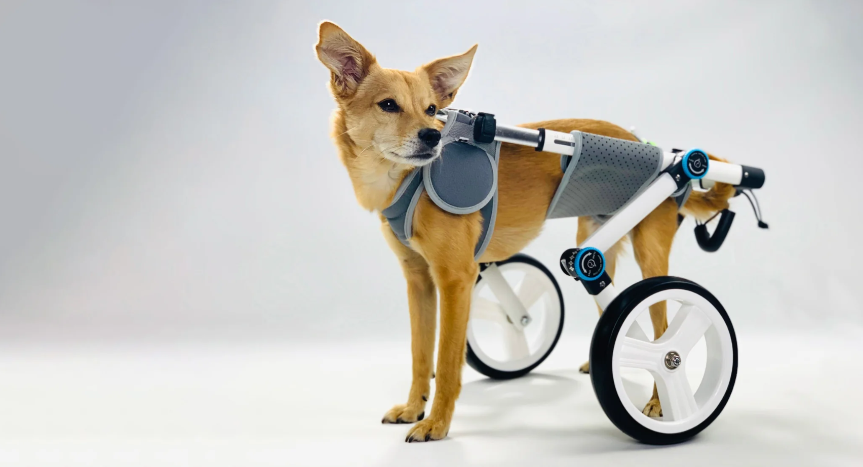 Animal Ortho Care dog wheelchair