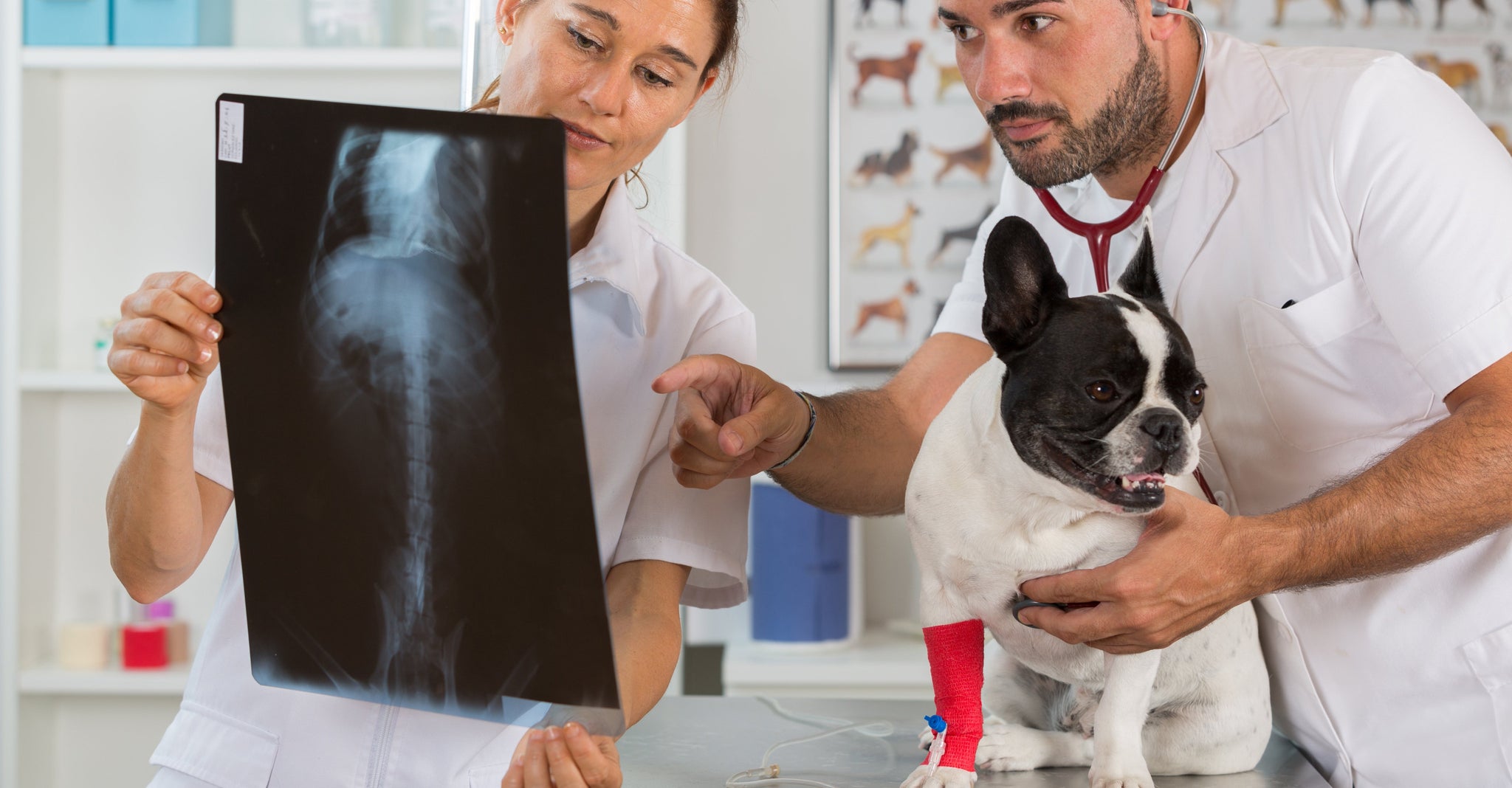 dog and owner looking at x-ray Animal Ortho Care