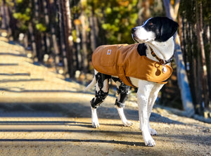 Beautiful fall day going for a walk with Banyan strutting in his bilateral AOC dog knee brace.