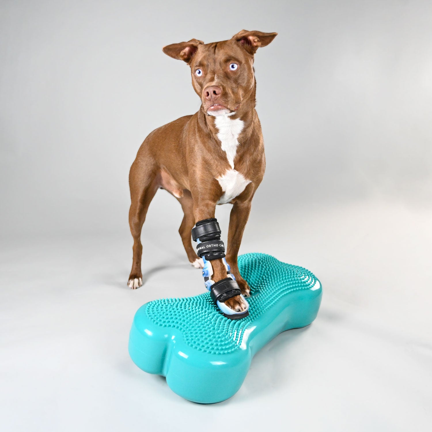 Custom Dog Wrist Brace | Carpal Dog Front Leg Brace - Animal Ortho Care