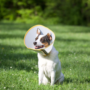 Animal Ortho Care Pet Cone - E-Collar | Dog Cone | Recovery Cone