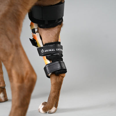 Custom Dog Knee Brace | CCL/ACL Stifle Rear Leg Dog Brace - Animal ...