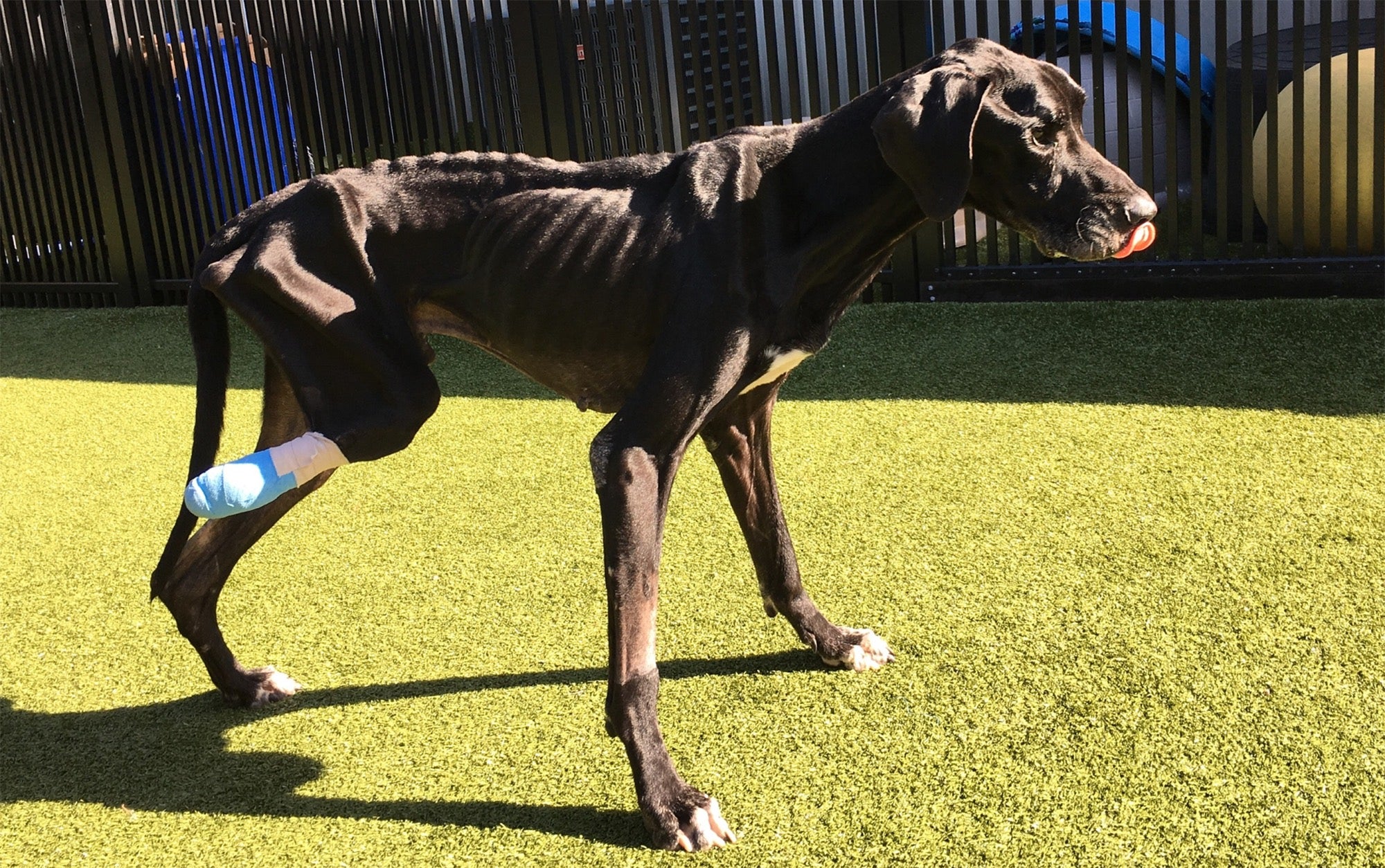 Great Dane Luke before prosthetic limb AOCPET