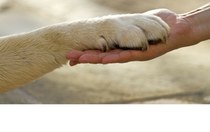 dog and human holding hands AOC