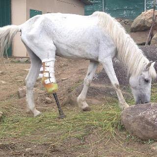 Farm Animal Custom Leg Prosthetic - Animal Ortho Care