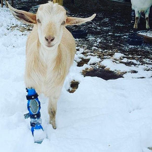 Goat standing in snow, facing camera, with blue custom brace on right leg.