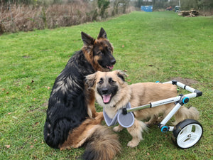 disabled pets