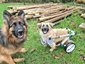 happy dog in pet wheelchair