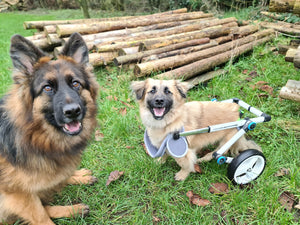 happy dog in pet wheelchair