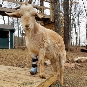 Goat standing on raised platform with blue custom brace on front right leg.