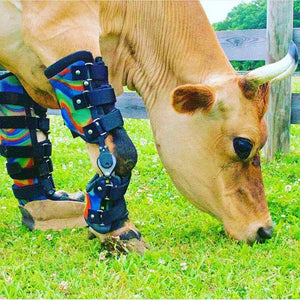 Bovine nuzzling grass with rainbow colored custom braces on both front legs.
