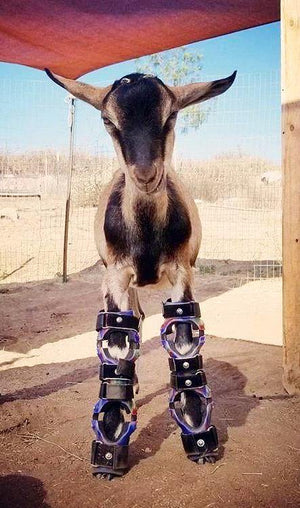 Goat wearing pair of front leg custom braces and facing the camera