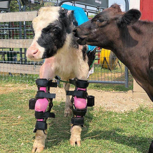 Brown cow in foreground lowing into ear of black and white cow wearing pair of pink front leg braces and facing camera.