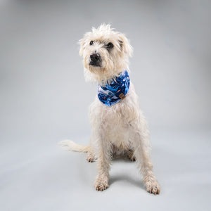 Barque & Bau - Bioluminescence Pet Bandana - Animal Ortho Care