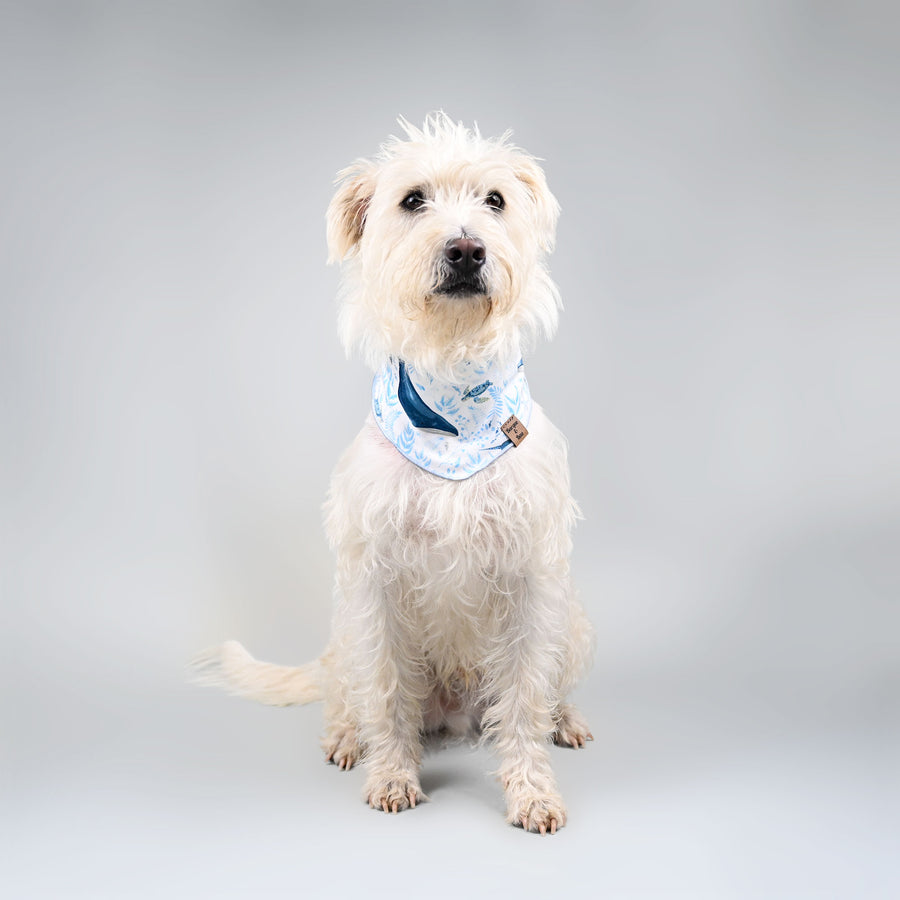 Barque & Bau - Ocean Blues Pet Bandana - Animal Ortho Care
