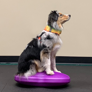 Australian Shepherd sitting of FitPAWS Flexiness TwinDisc, Dog balance training, at home dog physical therapy, dog strengthening exercises